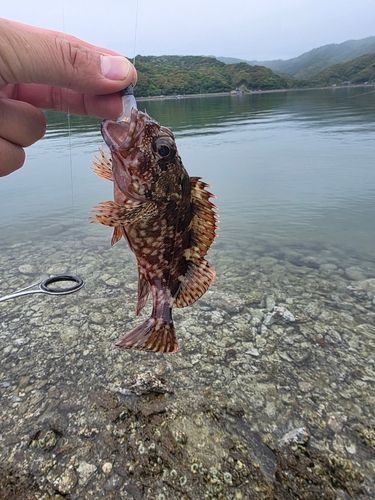 ガシラの釣果