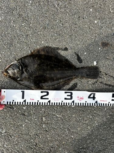 カレイの釣果