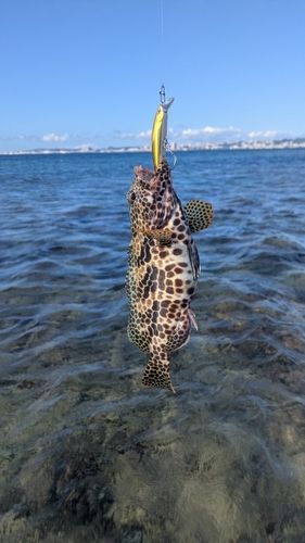 イシミーバイの釣果