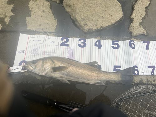 シーバスの釣果