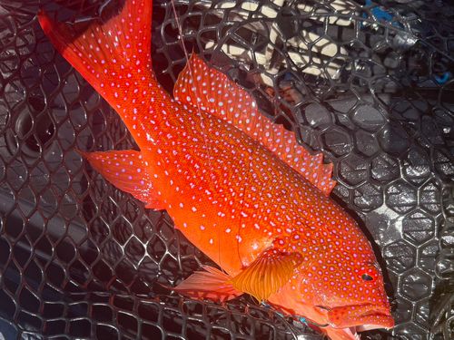 アカジンミーバイの釣果