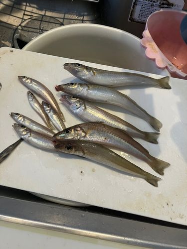 キスの釣果