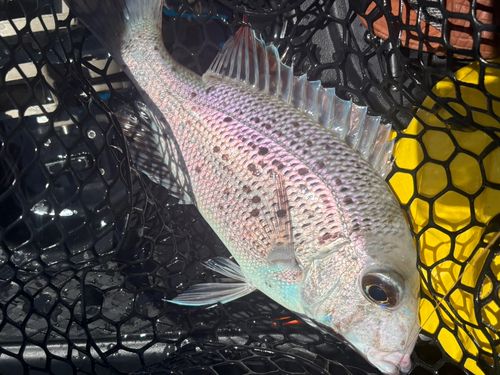 シロダイの釣果