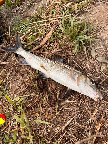 ニゴイの釣果