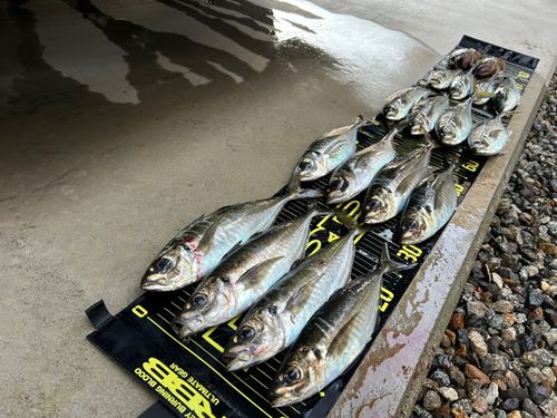 アジの釣果