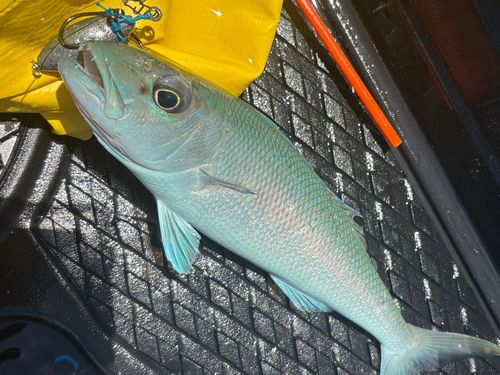 アオチビキの釣果