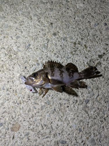 メバルの釣果