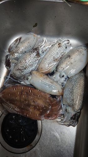 イカの釣果