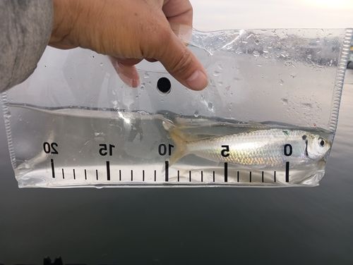 サッパの釣果