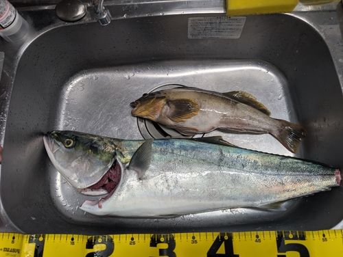 ブリの釣果
