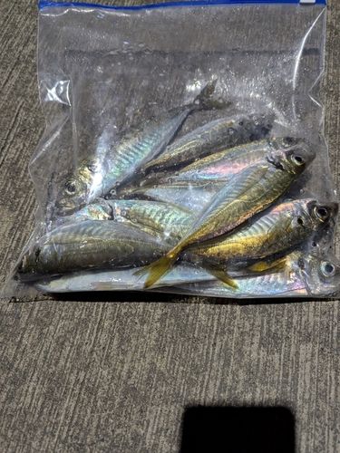 アジの釣果