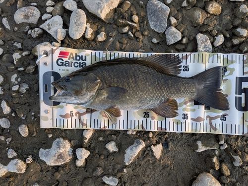 スモールマウスバスの釣果