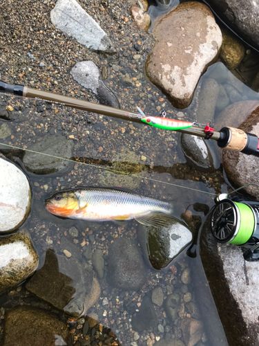 カワムツの釣果