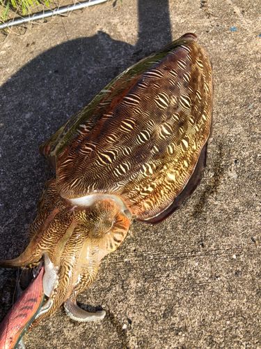 モンゴウイカの釣果