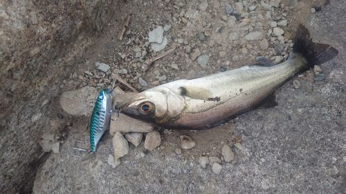 セイゴ（マルスズキ）の釣果