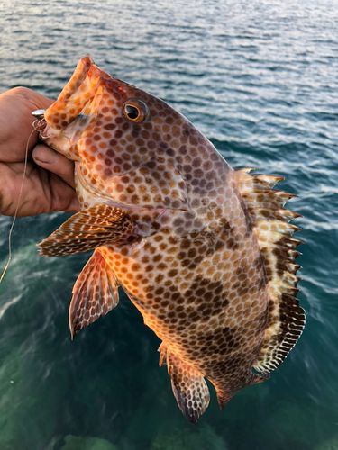オオモンハタの釣果