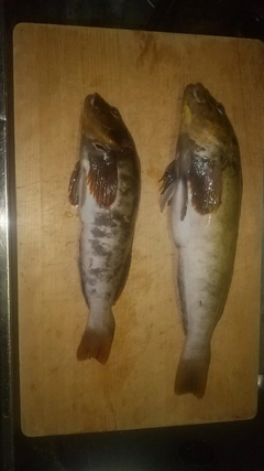 アブラコの釣果