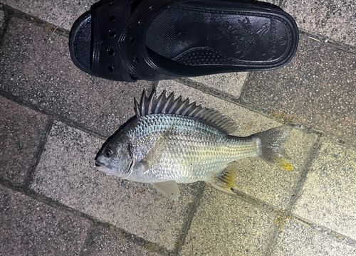 キビレの釣果