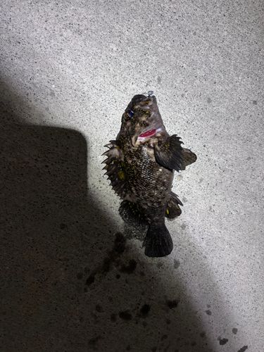 オウゴンムラソイの釣果
