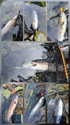 レインボートラウトの釣果