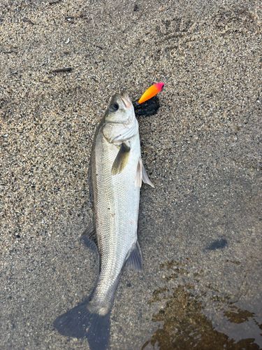 フッコ（マルスズキ）の釣果