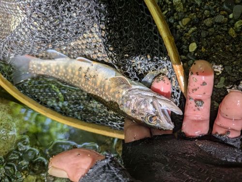 イワナの釣果