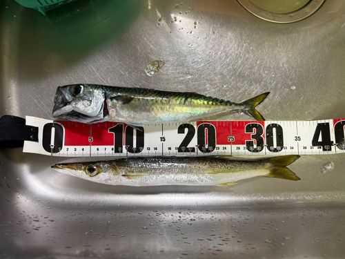 カマスの釣果