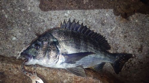クロダイの釣果