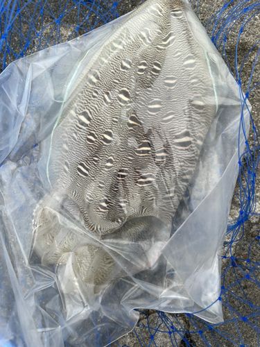 モンゴウイカの釣果