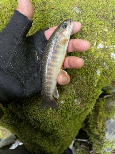 イワナの釣果