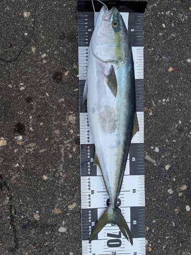 ワラサの釣果