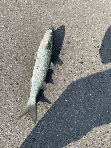 ボラの釣果