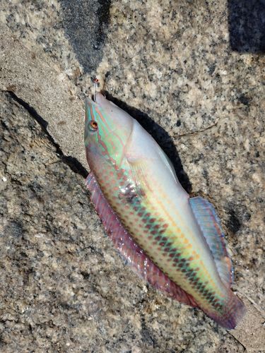 ベラの釣果