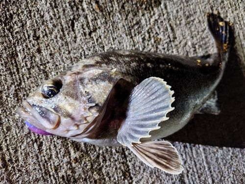 ソイの釣果