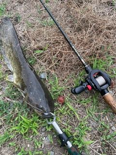 マナマズの釣果