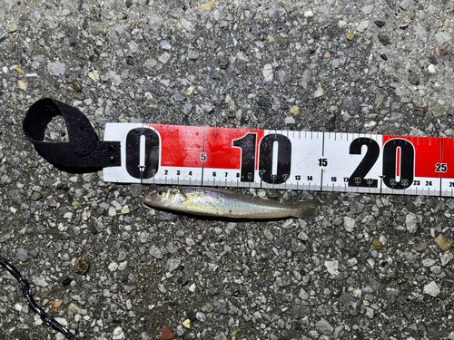 シロギスの釣果