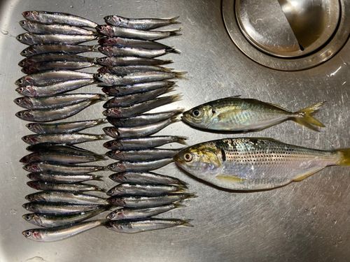 アジの釣果