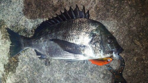 クロダイの釣果