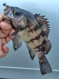 釣果