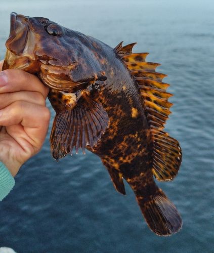 ベッコウゾイの釣果