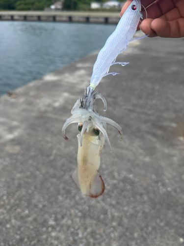 ケンサキイカの釣果