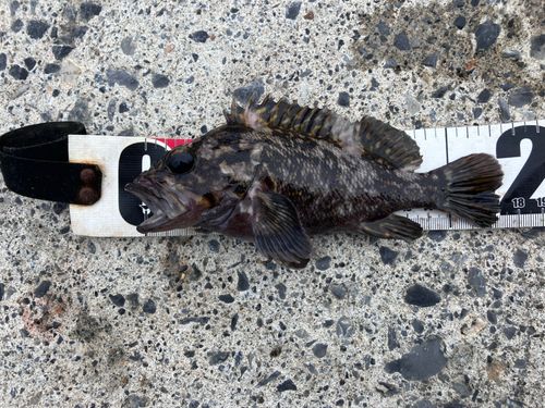 オウゴンムラソイの釣果