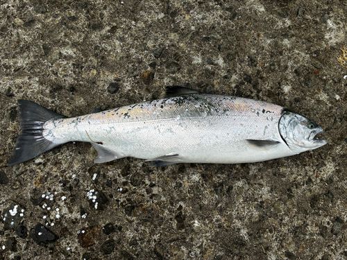 サクラマスの釣果