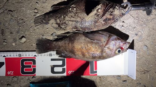 メバルの釣果