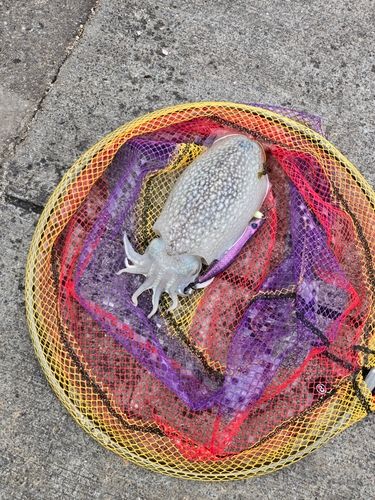 シリヤケイカの釣果