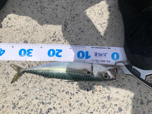 サバの釣果