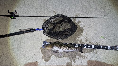 アイナメの釣果