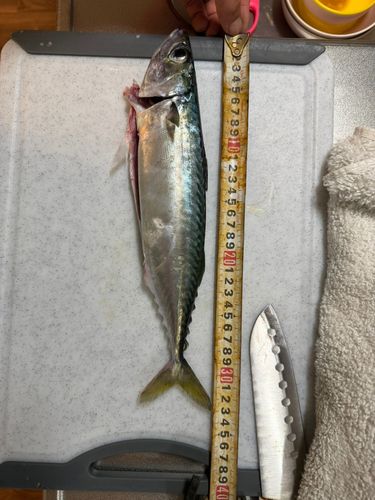 サバの釣果