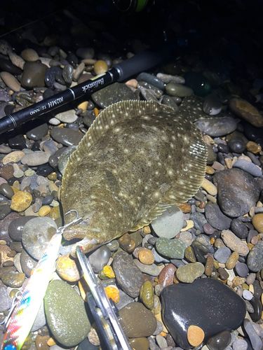 ソゲの釣果