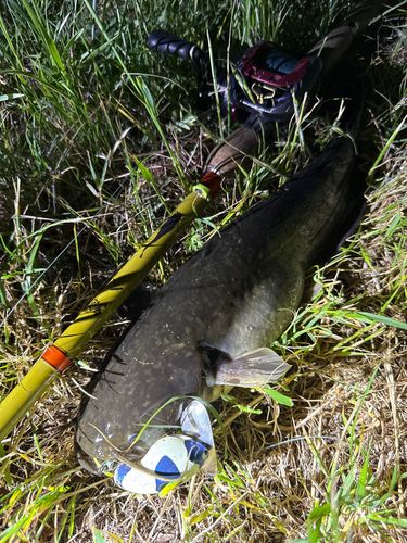 ナマズの釣果